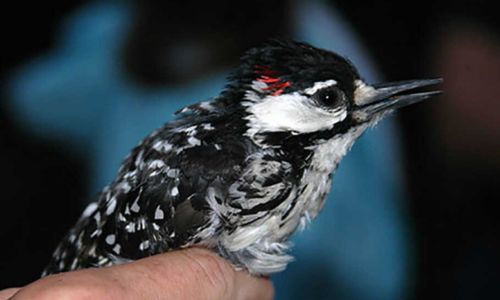 Red-cockaded Woodpecker